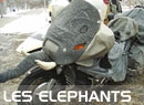 Les &eacute;l&eacute;phants