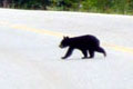 Plus 40.000 accidents � cause animaux sauvages