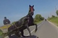 Pourquoi cheval t travers route ?