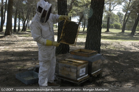 La mesure de l'impact environnemental passe notamment par l'apivigilance