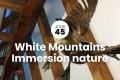 On découvre les White Moutains, un parc naturel, une croisière sur un lac, une visite de cascade, des animaux sauvages et routes panoramiques.