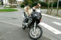 3 chiens moto