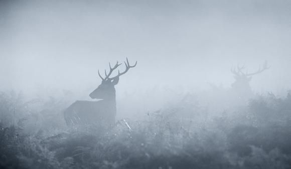 gettyimages-478463787.jpg