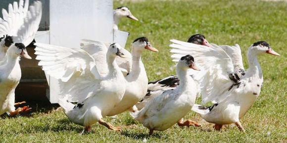 le-canard-gras-du-sud-ouest-poursuit-sa-progression-et-gagne-des-parts-de-marche.jpg