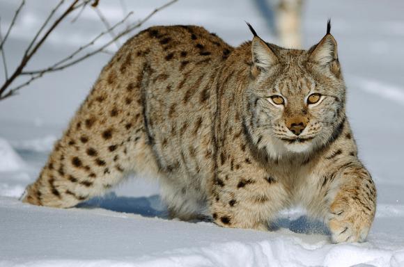 lynx-min.png