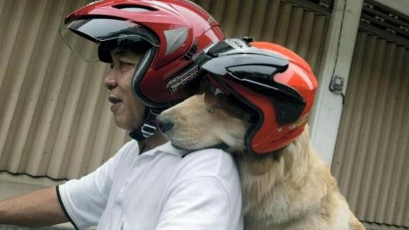 limage-du-jour.en-indonesie-les-chiens-scooter-portent-un-casque.jpg