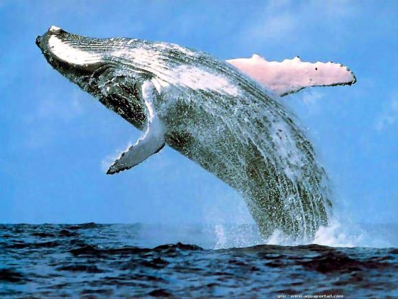 balaenoptera-musculus.jpg