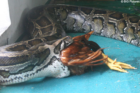 snakechickenBIG_450x300.jpg