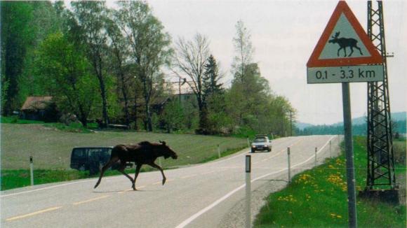 un-elan-qui-traverse-une-route.jpg