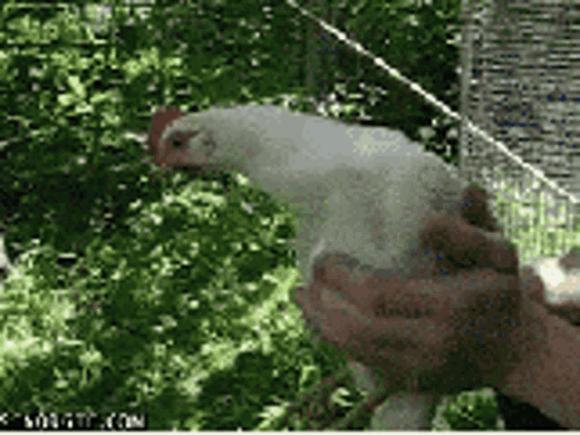 chicken-head-chicken.gif