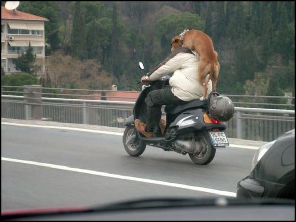 chien-sur-moto.jpg