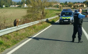 310x190_gendarmerie-alzonne-aude-intervenue-secourir-vautour-fauve-4-novembre-2018.jpg