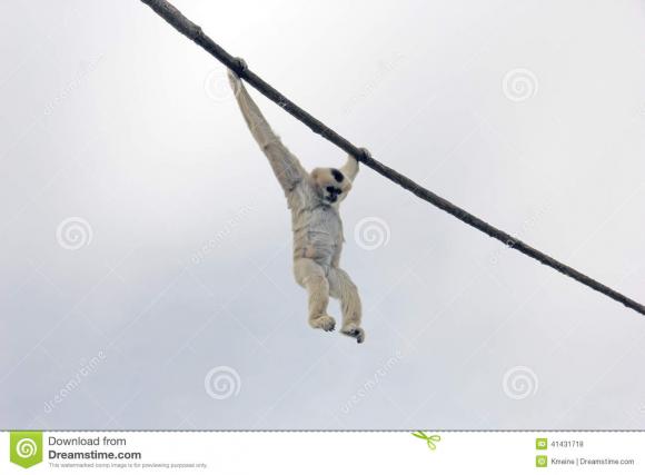 adult-madagascar-lemur-monkey-hanging-rope-cloudy-day-primate-looking-down-dreary-41431718.jpg