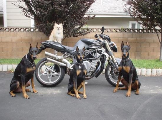 doberman_moto-1.jpg