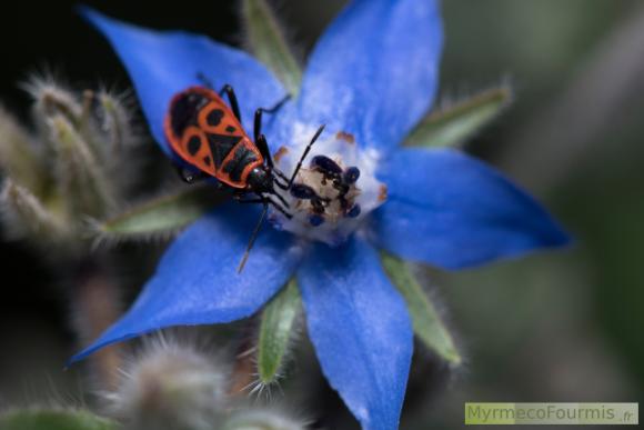 pyrrhocoris-apterus-gendarme-mange-alimentation-4900.jpg