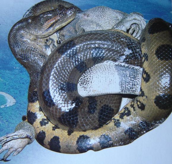 Anaconda_mange_Iguane.jpg