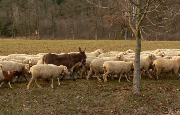 Ein-Esel-ist-immer-dabei.jpg