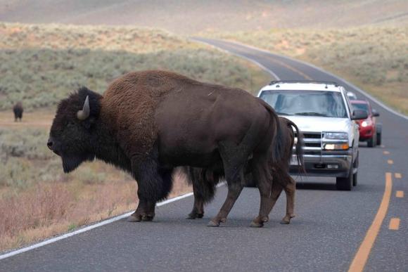 Bison-route-1024x684.jpg