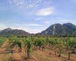 Le vignoble de Saint Rmy et les Alpilles (c) Saint Rmy de Provence Tourisme