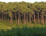 La for�t des Landes (c) Larrousiney