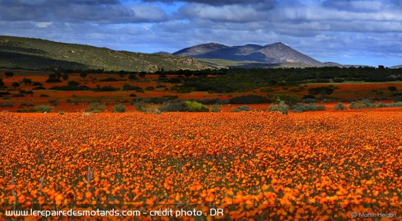 Afrique du Sud : météo, printemps dans le Namaqualand