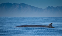 Une baleine au large de False Bay