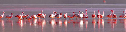 Flaments roses en Bolivie