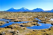 sajama