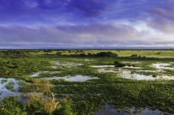 Pantanal, Mato Grosso, Brésil