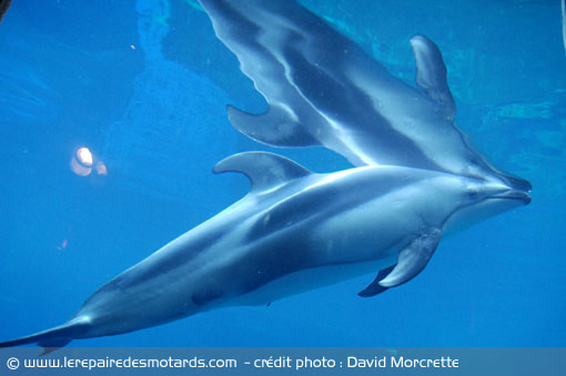 Aquarium de Vancouver et dauphins