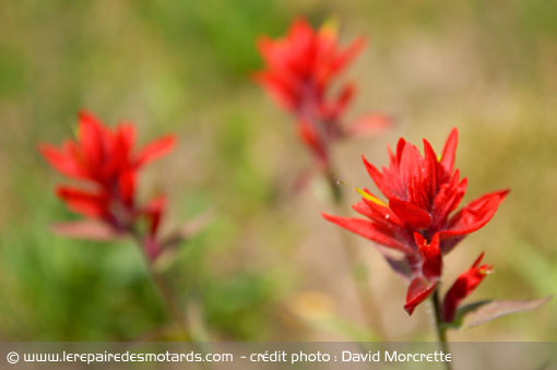 Fleurs du parc de Revelstoke