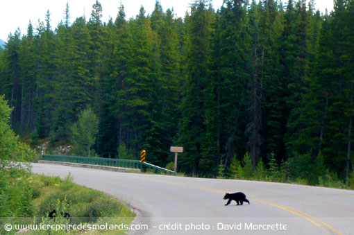 Ours traversant la route
