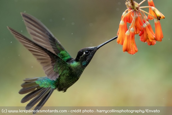 Le Costa Rica abrite de nombreuses espèces de colibris