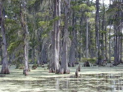 Le bayou en Louisiane (Photo : Jan Kronsell)