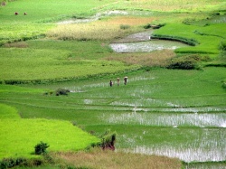 La production de riz dans la réserve d'Anja