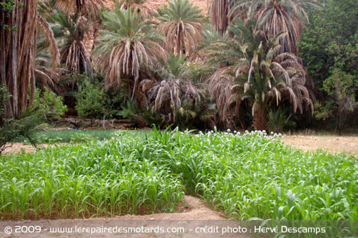 Cultures à deux étages sous les palmiers dattiers les jardins .. la pleine utilisation de l'eau !!