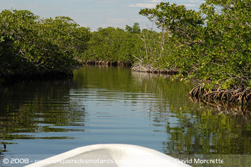 Mangrove Punta Allen