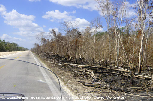 route déforestée au Mexique Yucatan