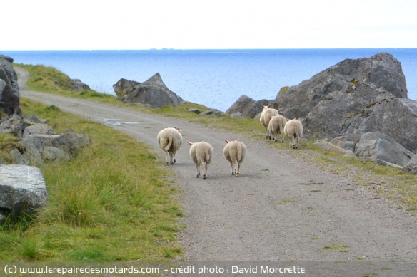 Traversée de moutons et animaux sauvages sur les routes