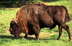 Bison européen (Photo : Henryk Kotowski)