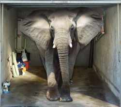 Porte garage personnalisée avec photo d'éléphant