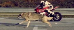 Vidéo : la Ducati Panigale 1199 et le loup