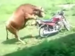 Un boeuf tente de s'accoupler avec une moto