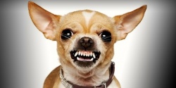 Harley contre Chihuahua