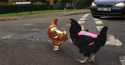 Insolite : des gilets jaunes pour les poulets