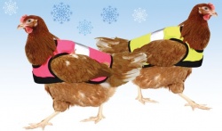 Insolite : des gilets jaunes pour les poulets