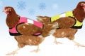 Des gilets jaunes poulets
