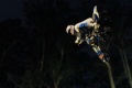 Un paraplégique réalise backflip à moto
