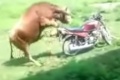 Amour vache