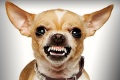 Harley Chihuahua